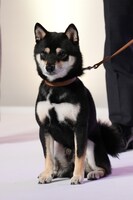 おすわりするアキラ。