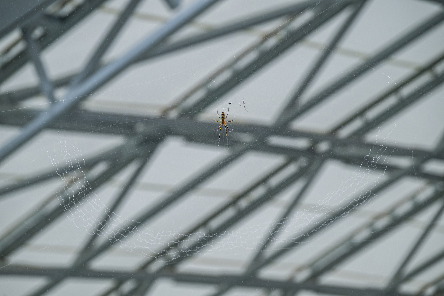 秩父のクモ。