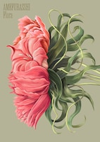 AMEFURASSHI「Flora」豪華盤ジャケット