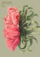 AMEFURASSHI「Flora」豪華盤ジャケット