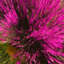 ROTH BART BARON「花吹雪」配信ジャケット