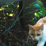 無限にうり坊が出てくる！「Op.006」ジャケット