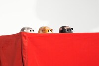 左からシロモ、ポテト、ドッジ。