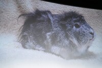 スクリーンに登場したモルモットの糸。