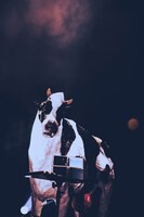 牛のオブジェ。（撮影：久保寺美羽）