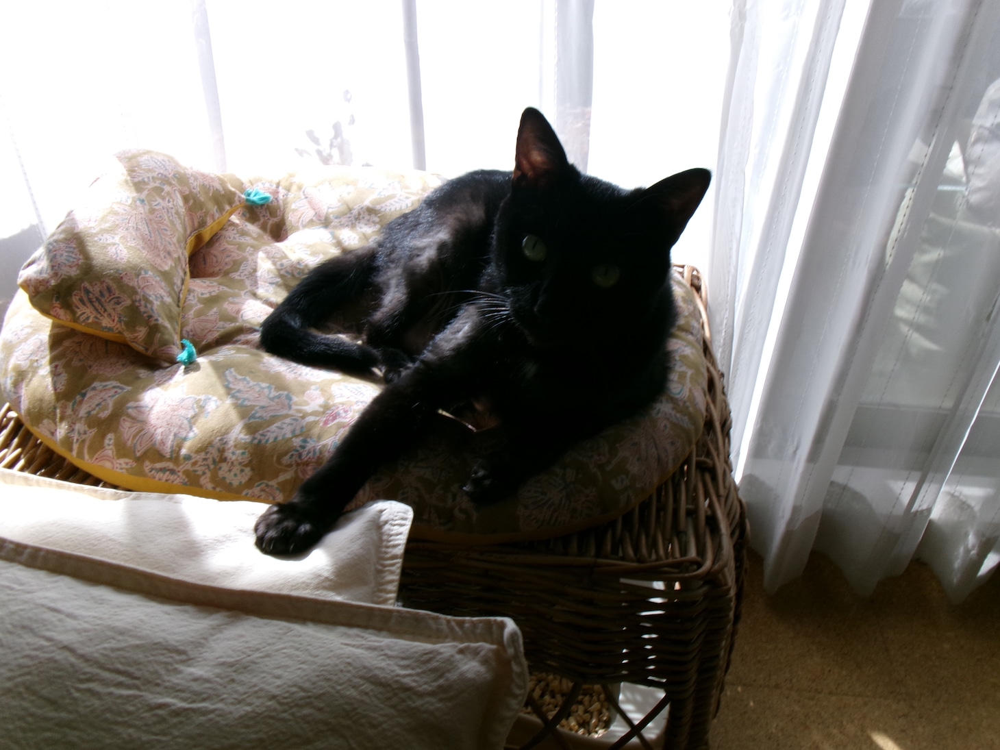 陽だまりの中のよるちゃん。