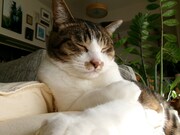 眠るてんちゃん。