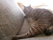 優河さんのことを愛してやまないひびくん。