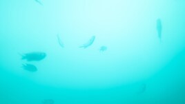 原田郁子×谷川俊太郎×川内倫子「HERE AND NOW」写真展で上映された映像がYouTubeでも公開