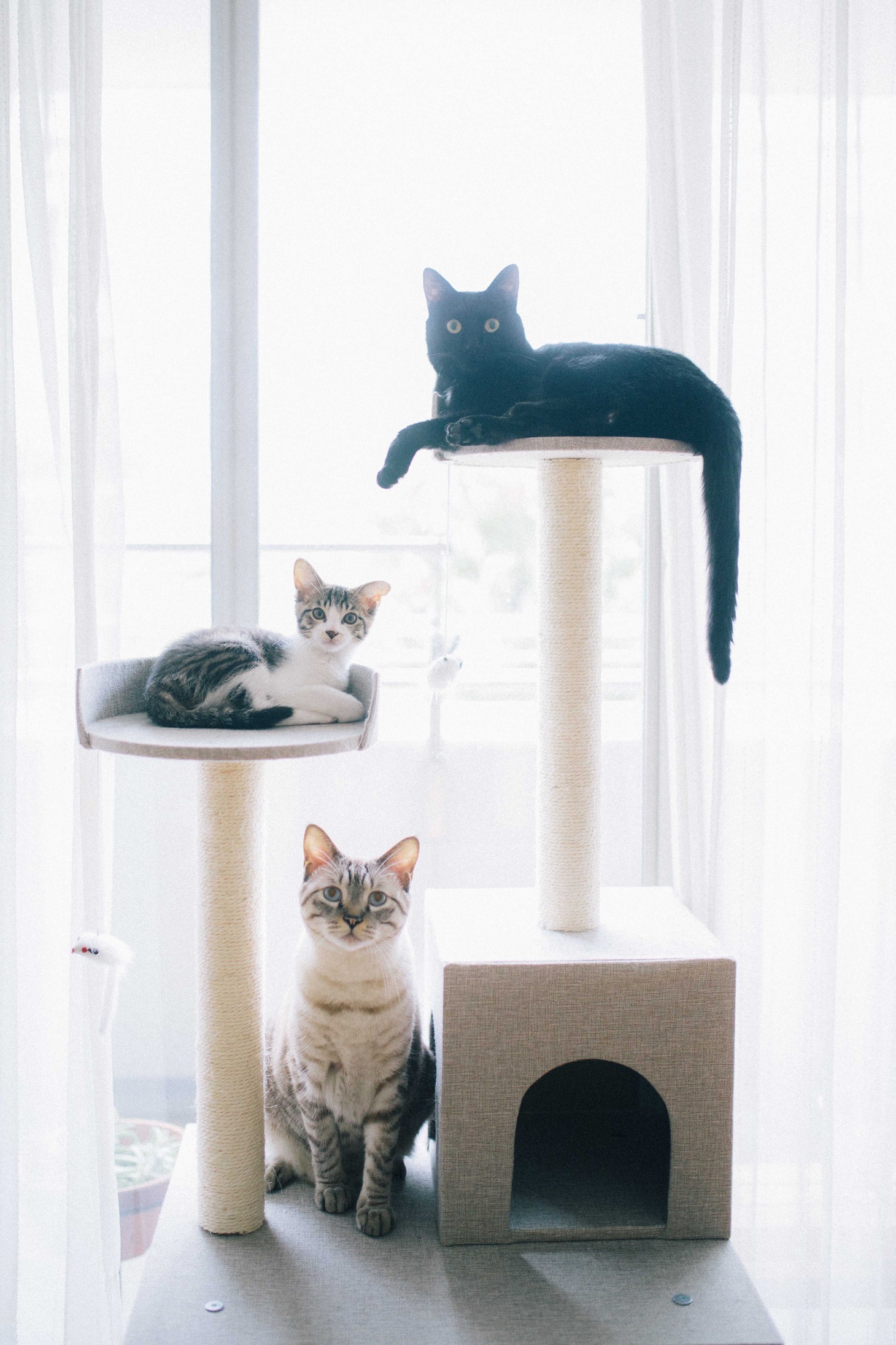 優河さんと暮らす猫たち。上からよるちゃん 、てんちゃん、ひびくん。（撮影：廣田達也）