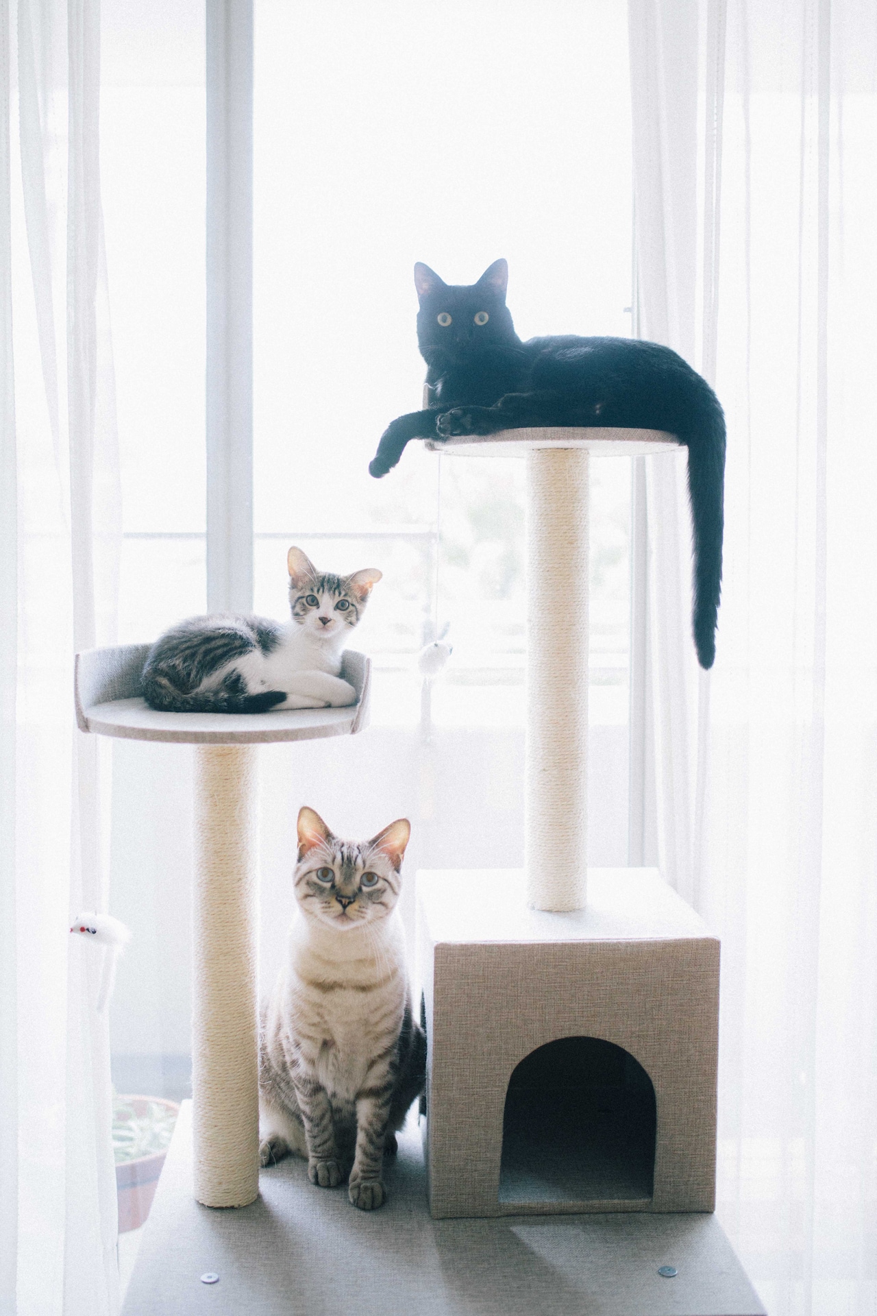 優河さんと暮らす猫たち。上からよるちゃん 、てんちゃん、ひびくん。（撮影：廣田達也）