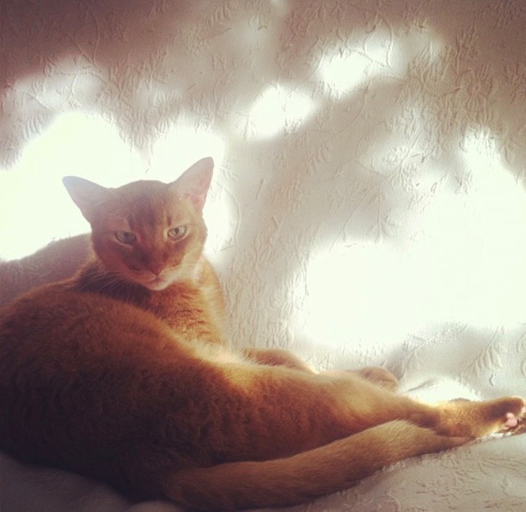 王様みたいなミュウくん。