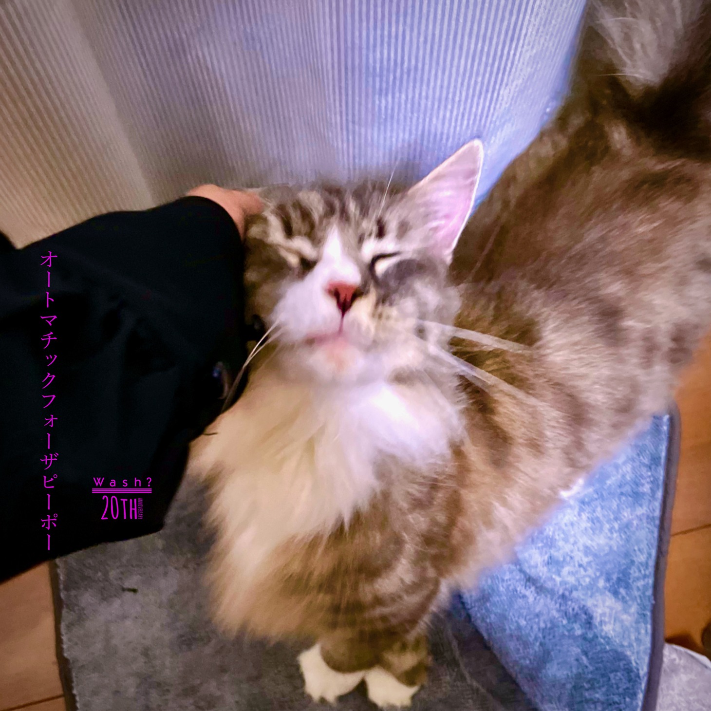 wash?「オートマチックフォーザピーポー」配信ジャケット