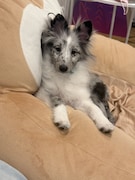 ありぼぼ家の末っ子・ぽぬのせき。