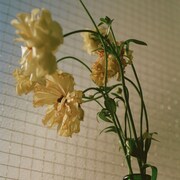 離婚伝説「しばらく」配信ジャケット