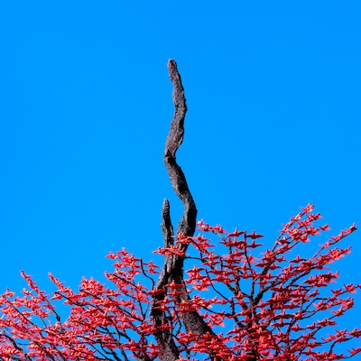 ヨルシカ「へび」配信ジャケット