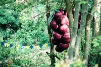 「hoshioto」イメージ