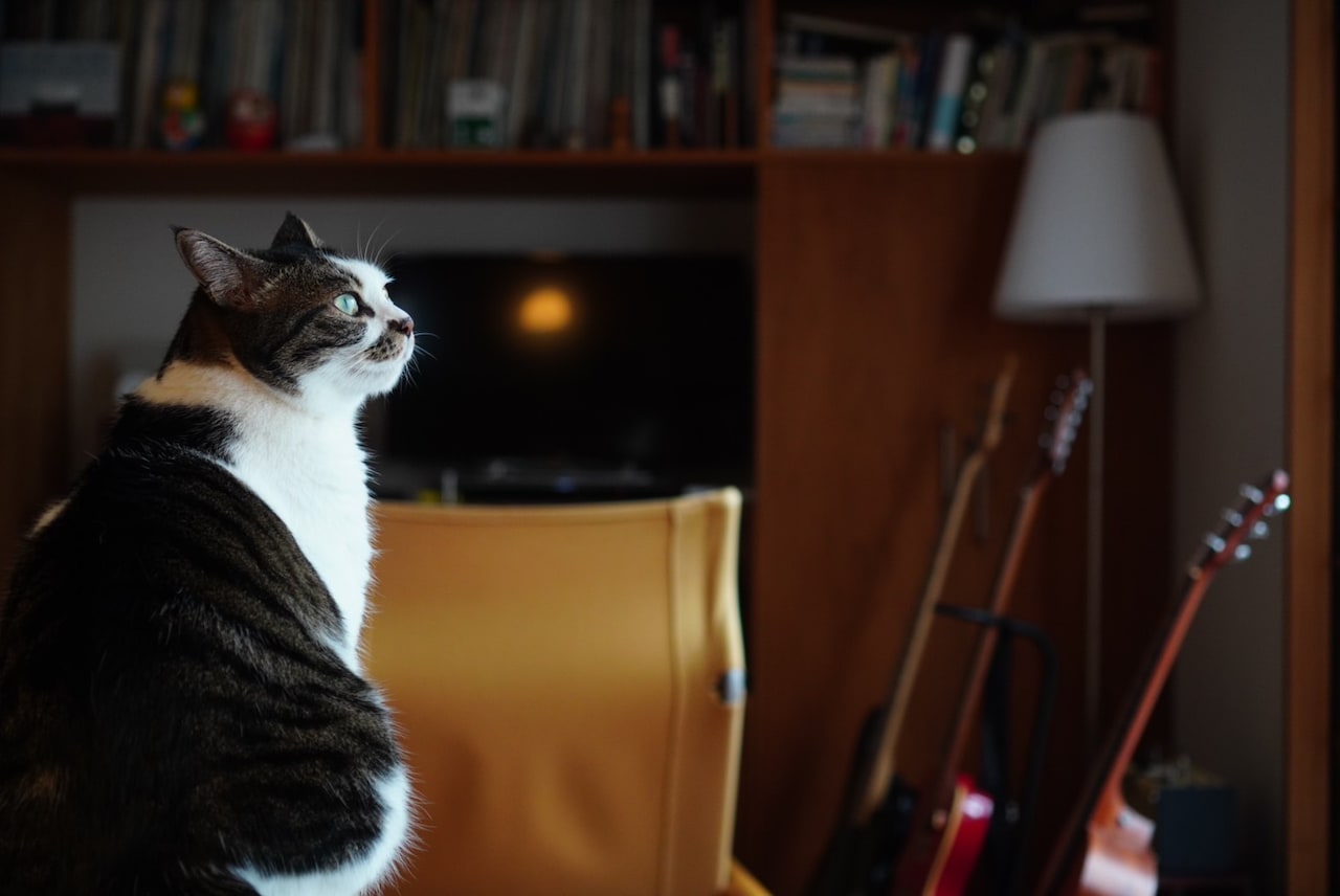 透き通るようなグリーンアイズのコマさん。