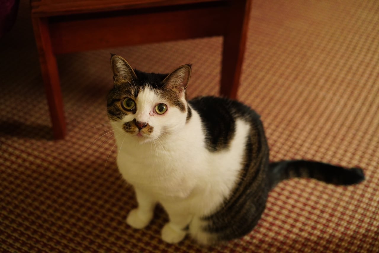 今にも「ミャハ～ン」と鳴き出しそうなコマさん。