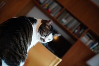 コマさんのチャームポイントは鼻の頭のゴマ模様。