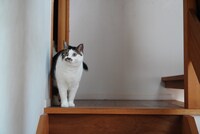 階段から何かを見つめるコマさん。