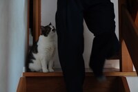 中学生の息子さんを見上げるコマさん。