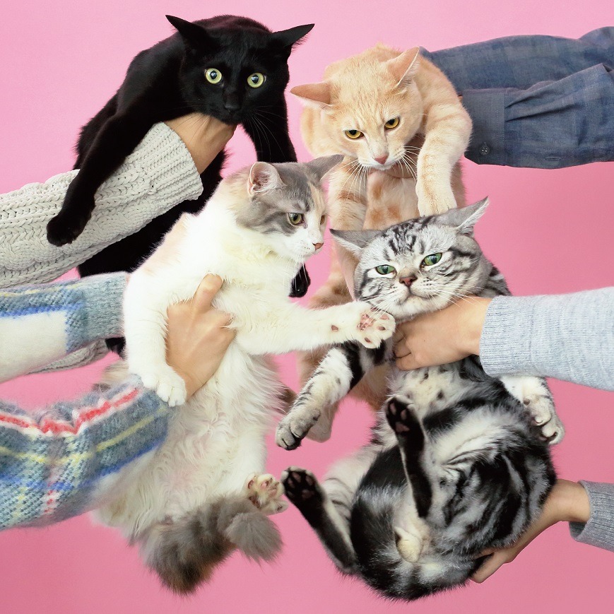 きのこ帝国「猫とアレルギー」ジャケット