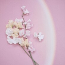 シャイトープ「スイートピー」配信ジャケット