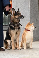 左からシェパードのピーヤくん、柴犬の太郎くん。