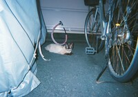 教習所によくいたシャムミックスの野良猫。