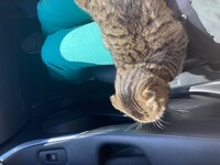 仮免に落ちて延泊してたら母とともに猫も迎えにきてくれた。