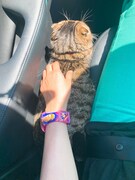 仮免に落ちて延泊してたら母とともに猫も迎えにきてくれた。