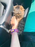 仮免に落ちて延泊してたら母とともに猫も迎えにきてくれた。