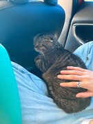 仮免に落ちて延泊してたら母とともに猫も迎えにきてくれた。