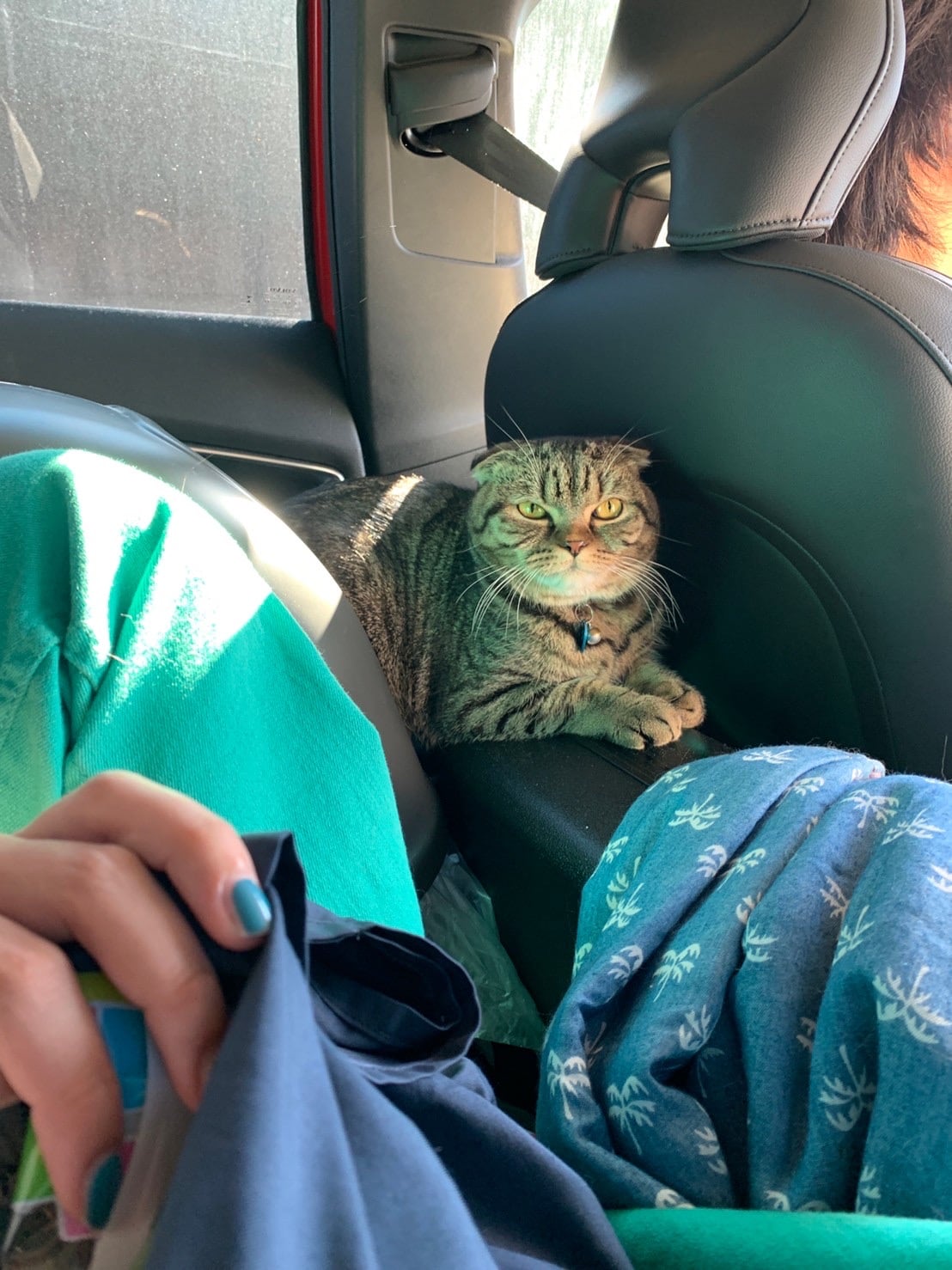 仮免に落ちて延泊してたら母とともに猫も迎えにきてくれた。