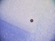 ブレインスリープのマットレス。（Photo by SEIYA FUJII［W］）