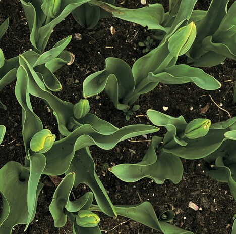 LOLOET「ELLE」ジャケット