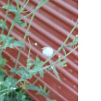 SPARTA「Maybe」配信ジャケット