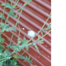 SPARTA「Maybe」配信ジャケット