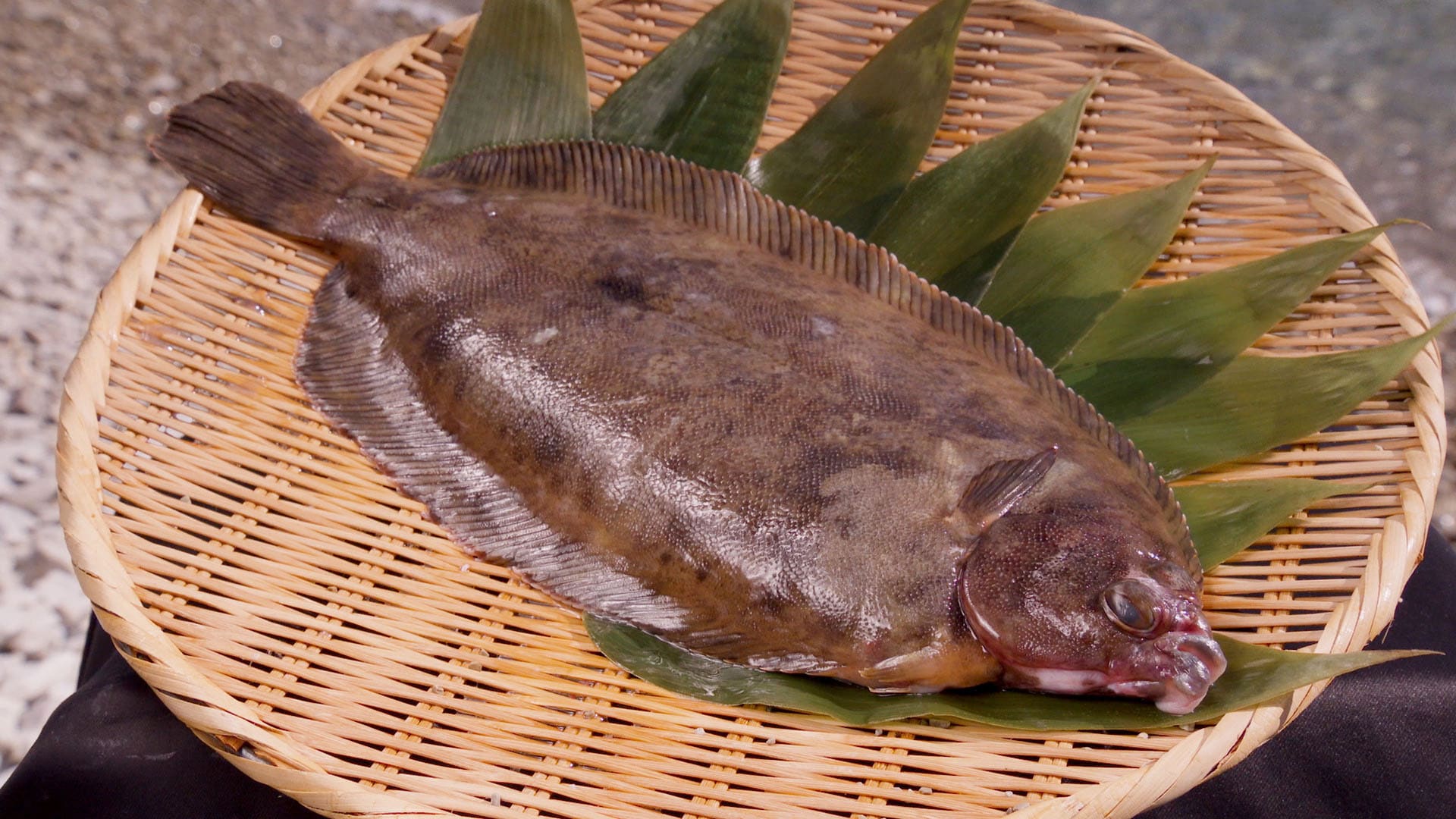 超特急・森次政裕が再び海へ、岩手県宮古でナメタガレイに挑む - 音楽