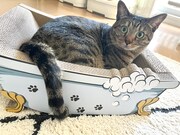 妹猫の卯月ちゃん。