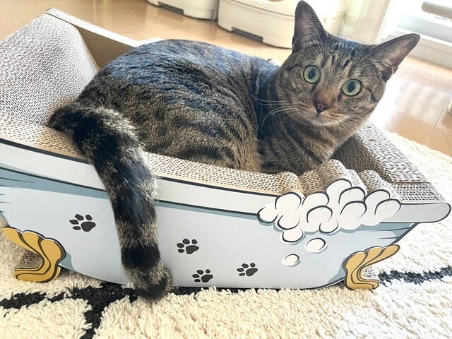 妹猫の卯月ちゃん。