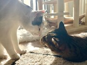 仲良し兄妹の卯月ちゃんと花月ちゃん。