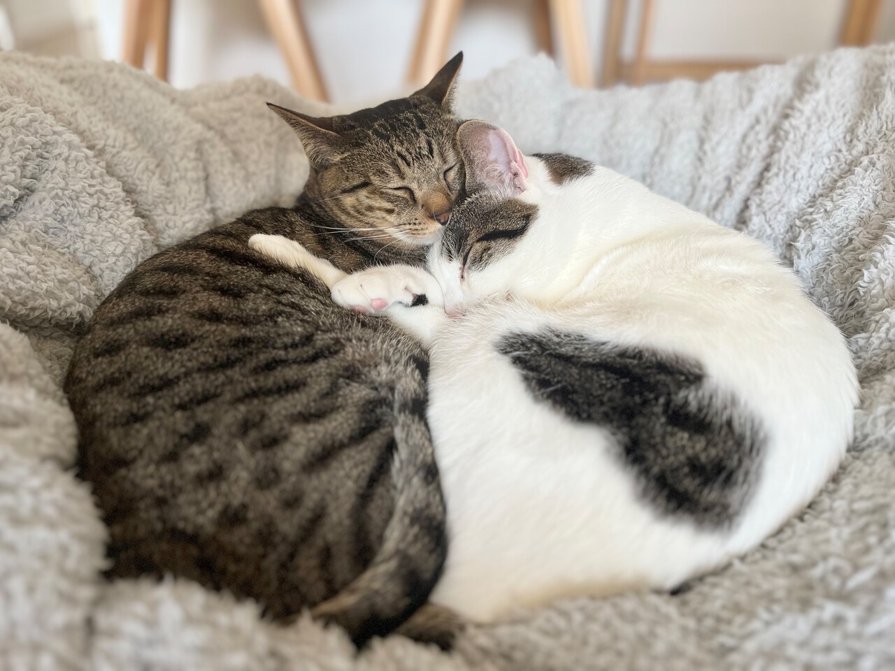 桂佑の癒し、卯月ちゃんと花月ちゃん。