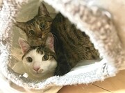 じっとカメラを見つめる卯月ちゃんと花月ちゃん。