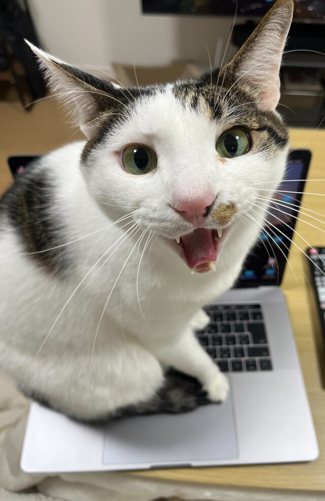 花月ちゃんがPCの上でこんな顔をすることも。