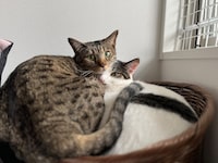 ツンデレの卯月ちゃんと、甘えん坊の花月ちゃん。桂佑が愛してやまない猫たち。