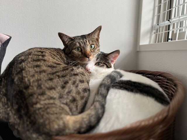 ツンデレの卯月ちゃんと、甘えん坊の花月ちゃん。桂佑が愛してやまない猫たち。