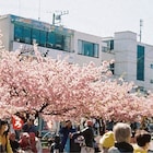 工藤祐次郎「葬儀屋の娘」がアナログ化、発売10周年を記念して