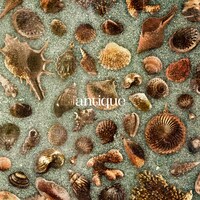 おいしくるメロンパン「antique」初回限定盤ジャケット